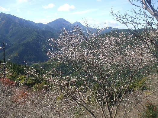121109sakurayama1.jpg
