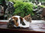 DSCF0945.JPG